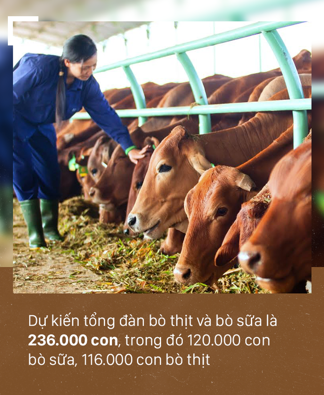 [PHOTO STORY]: Số phận đàn bò nghìn tỷ của bầu Đức - Ảnh 3.