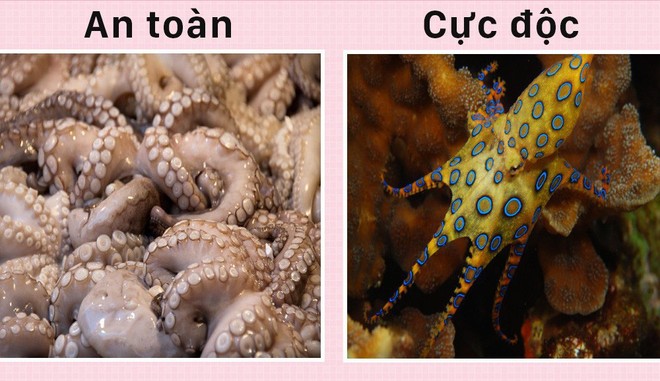 Xin chào! Tôi là bạch tuộc và đây là 5 sự thật về tôi mà các ông chẳng biết gì - Ảnh 5.