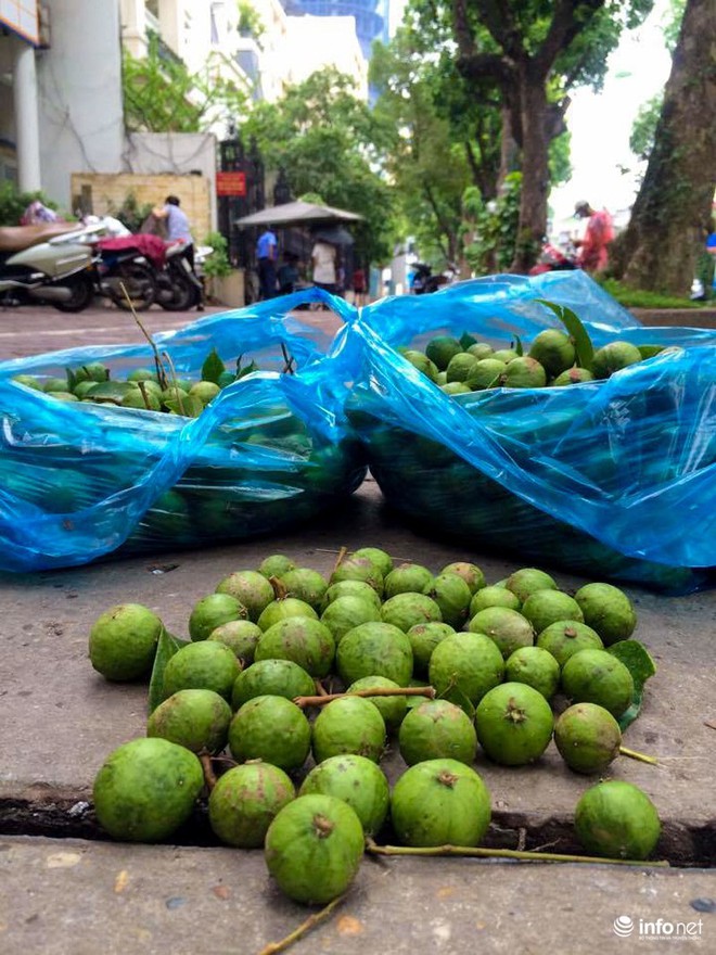 Theo chân sấu thủ Hà thành trèo hái sấu kiếm tiền triệu mỗi ngày - Ảnh 11.