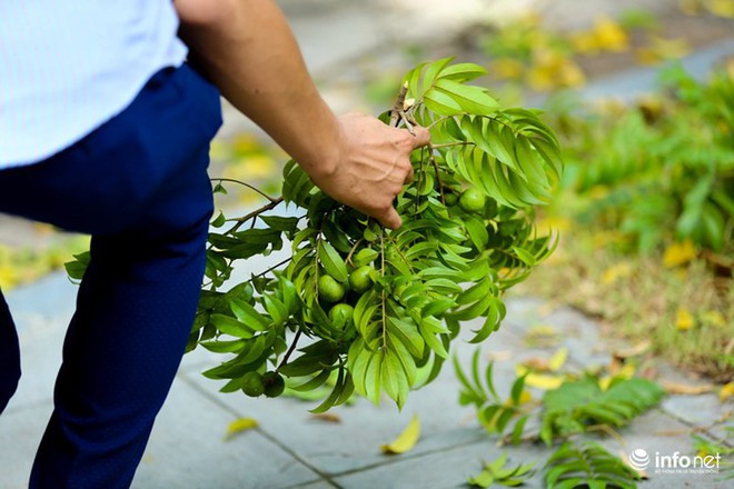 Theo chân sấu thủ Hà thành trèo hái sấu kiếm tiền triệu mỗi ngày - Ảnh 6.