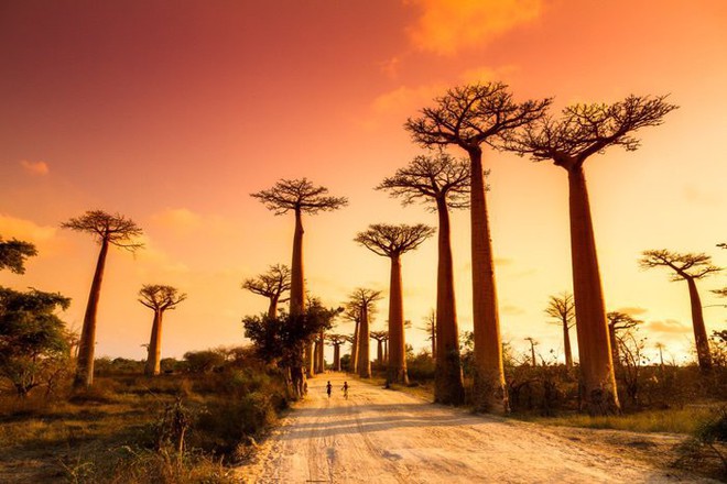 Loài cây đời biểu tượng ngàn năm của châu Phi đang chết hàng loạt mà không ai biết vì sao - Ảnh 1.