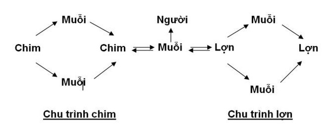 Chủ động ứng phó viêm não Nhật Bản trong “mùa vải” - Ảnh 1.