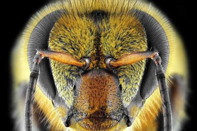 Phát hiện bằng chứng loài ong hiểu được số 0 nhỏ hơn 1? - Ảnh 2.
