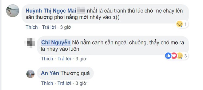 Hàng nghìn lượt bày tỏ cảm xúc với bức ảnh mèo liếm cún con và câu chuyện ít biết đằng sau - Ảnh 4.