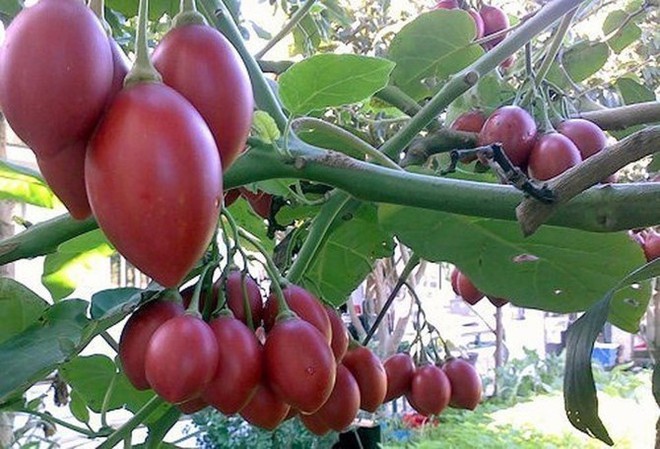 Những trái cây lạ xuất hiện trên thị trường Việt - Ảnh 1.