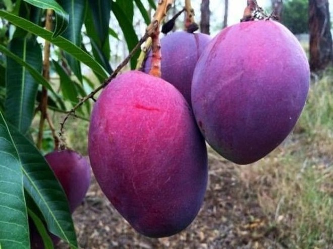 Những trái cây lạ xuất hiện trên thị trường Việt - Ảnh 13.