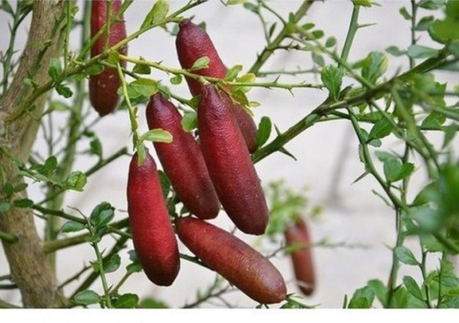 Những trái cây lạ xuất hiện trên thị trường Việt - Ảnh 3.