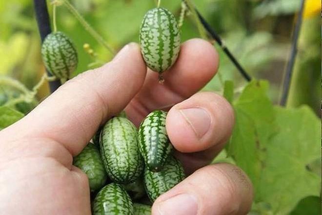 Những trái cây lạ xuất hiện trên thị trường Việt - Ảnh 4.