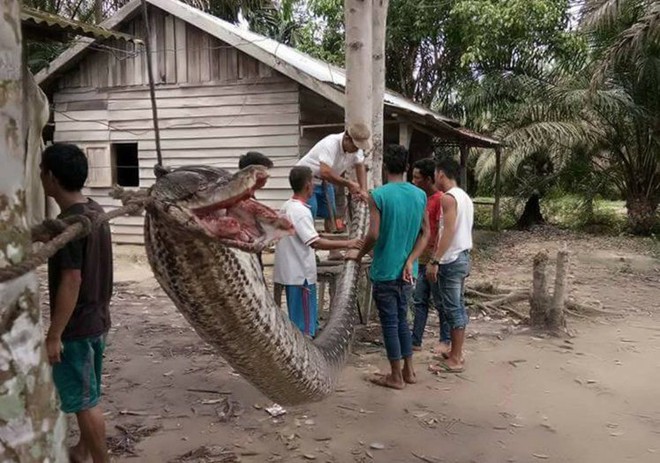 Trăn dài khổng lồ 7m lại nuốt người - tại sao thảm họa này liên tục xảy ra? - Ảnh 5.