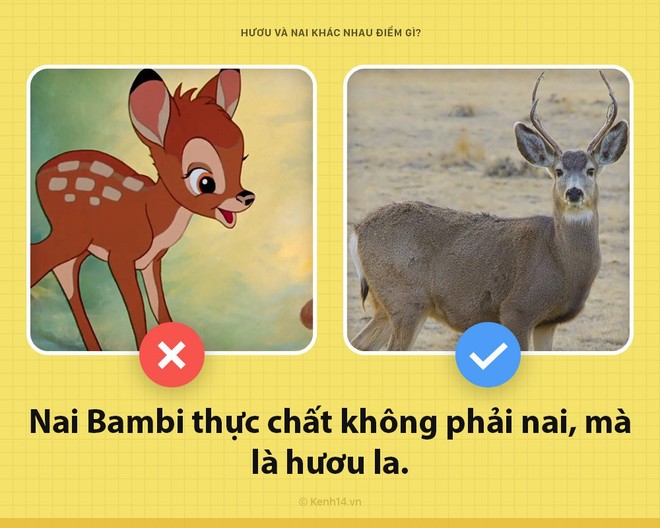 Câu hỏi đau đầu nhất trong ngày: Hươu với nai khác nhau chỗ nào? Hóa ra tất cả chúng ta đã nhầm về nai Bambi - Ảnh 5.