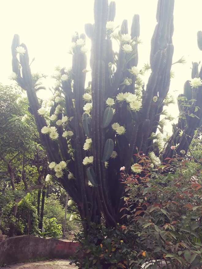 Cây xương rồng gần 30 năm nở hoa khiến cả hàng xóm ùn ùn kéo sang xem - Ảnh 3.