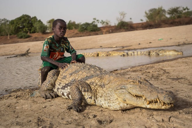 7 ngày qua ảnh: Cậu bé cưỡi trên lưng cá sấu khổng lồ - Ảnh 2.
