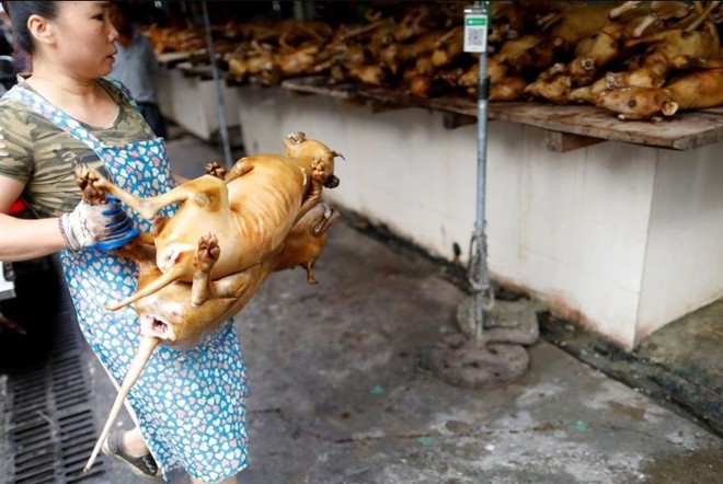 Lễ hội thịt chó vẫn diễn ra ở Trung Quốc bất chấp chỉ trích - Ảnh 2.