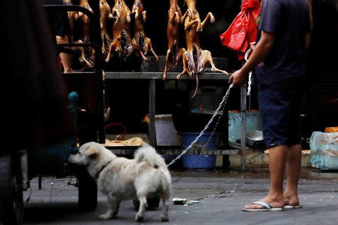 Lễ hội thịt chó vẫn diễn ra ở Trung Quốc bất chấp chỉ trích - Ảnh 1.