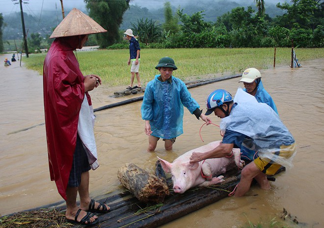 Mưa lũ ở miền núi phía Bắc: 5 người chết, người dân lặn sâu hàng mét để vớt lúa - Ảnh 5.