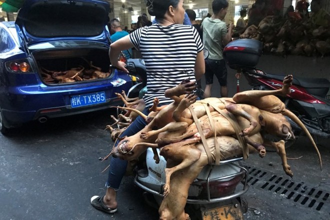 Lễ hội thịt chó vẫn diễn ra ở Trung Quốc bất chấp chỉ trích - Ảnh 7.