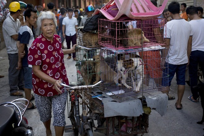 Lễ hội thịt chó vẫn diễn ra ở Trung Quốc bất chấp chỉ trích - Ảnh 9.