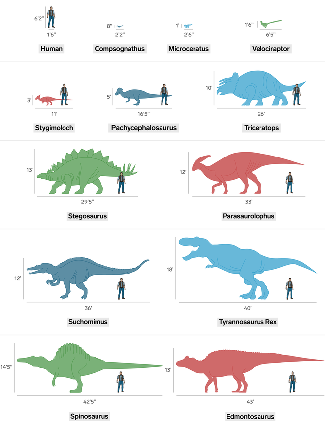 Jurassic World: Đây là kích cỡ thực của các loài khủng long nếu so với con người - Ảnh 3.