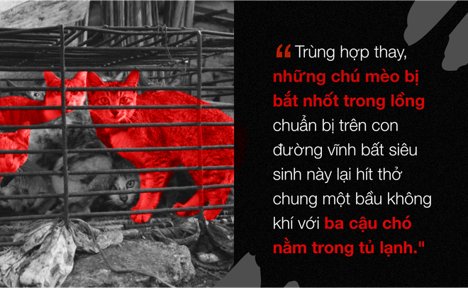 Chuyện ở những đất nước mà chó mèo có hai số phận: Được cưng chiều hết mực, hoặc oặt mình trong lồng cũi tới bàn tiệc - Ảnh 9.