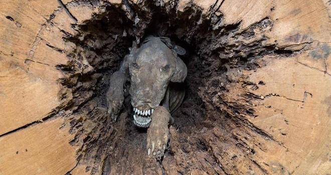 Stuckie - Chú chó săn xui xẻo vì mải mê đuổi con mồi để rồi hóa xác ướp mắc kẹt trong thân cây hơn nửa thế kỷ - Ảnh 1.
