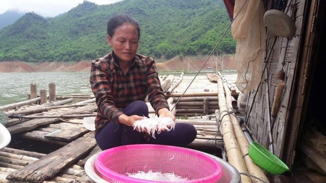 Cá ngần sông Đà giá 300.000 đồng/kg gây “sốt” thị trường - Ảnh 4.