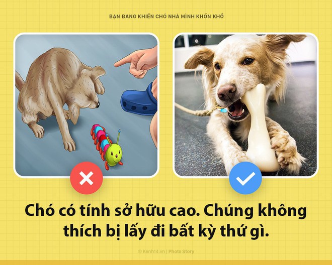 Xin chào! Tôi là chó đây và các ông đang khiến tôi bị dày vò mỗi ngày đấy có biết không? - Ảnh 1.