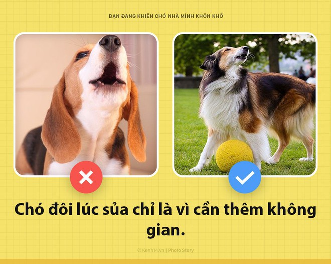 Xin chào! Tôi là chó đây và các ông đang khiến tôi bị dày vò mỗi ngày đấy có biết không? - Ảnh 3.