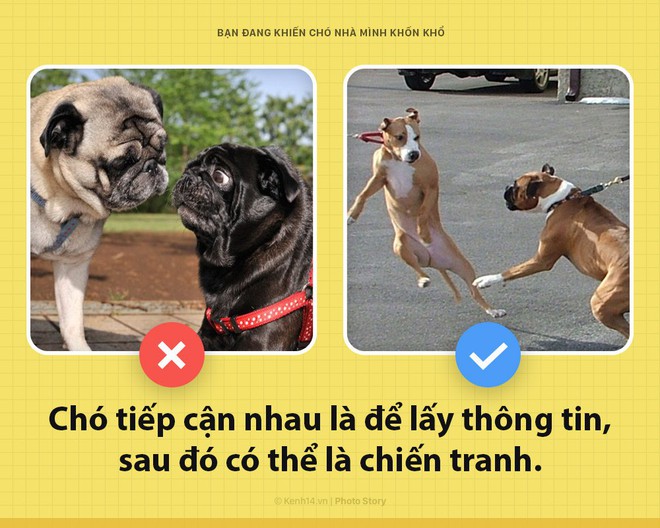 Xin chào! Tôi là chó đây và các ông đang khiến tôi bị dày vò mỗi ngày đấy có biết không? - Ảnh 4.