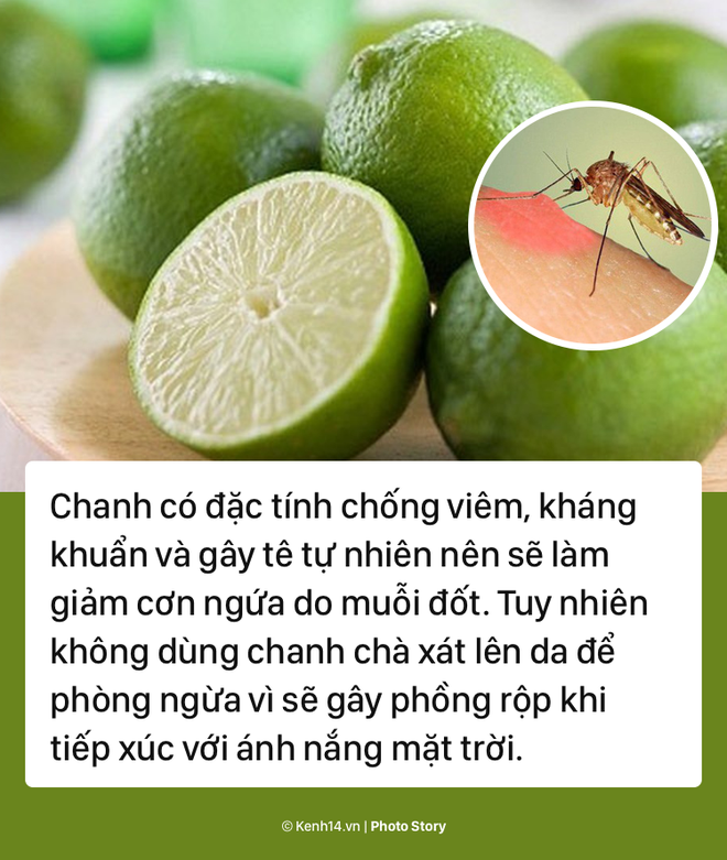 Giải quyết ngay vết muỗi đốt với các sản phẩm tự nhiên này - Ảnh 1.