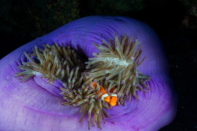 Khám phá rạn san hô thiên đường của Philippines - vẫn vẹn nguyên dù thế giới đã lâm nguy - Ảnh 4.