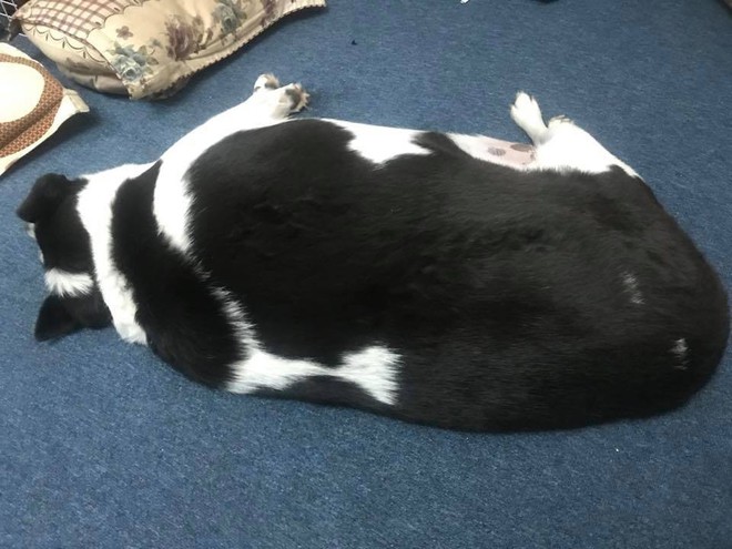 Đây là chú chó mập 40kg gây xôn xao mạng xã hội Việt những ngày gần đây - Ảnh 3.