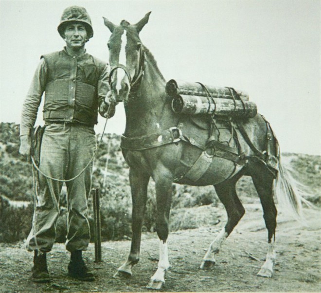 Huyền thoại trung sĩ Reckless, chú ngựa chiến vĩ đại - Ảnh 1.