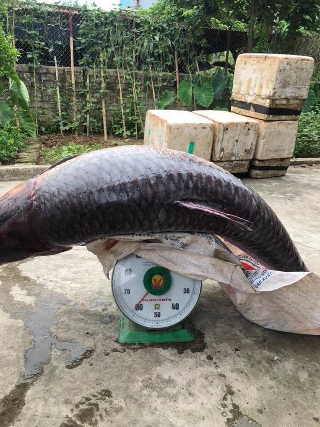 Cá trắm đen siêu khủng ở Yên Bái gây xôn xao trên mạng xã hội - Ảnh 3.