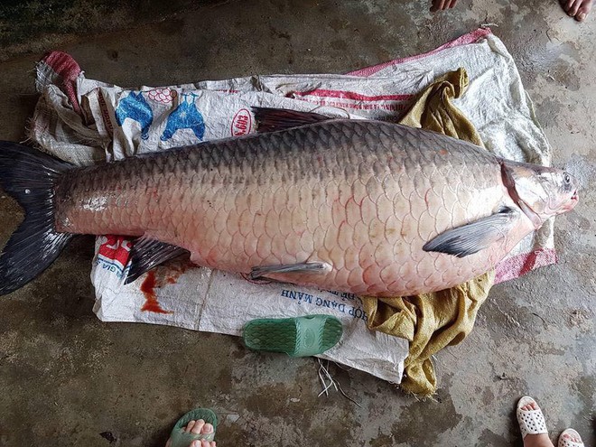 Yên Bái: Thêm một con cá trắm khổng lồ nặng 61kg sa lưới ngư dân trên hồ Thác Bà - Ảnh 2.