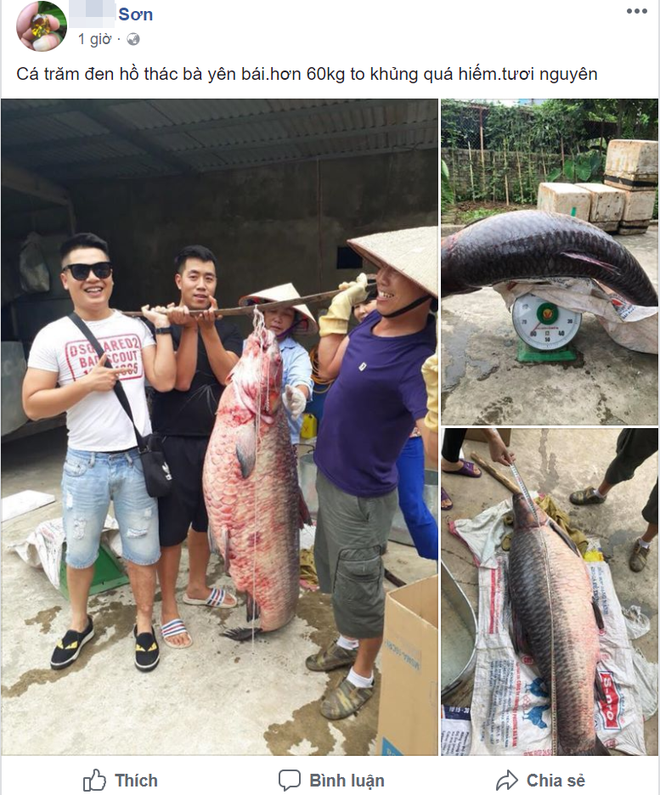Cá trắm đen siêu khủng ở Yên Bái gây xôn xao trên mạng xã hội - Ảnh 1.