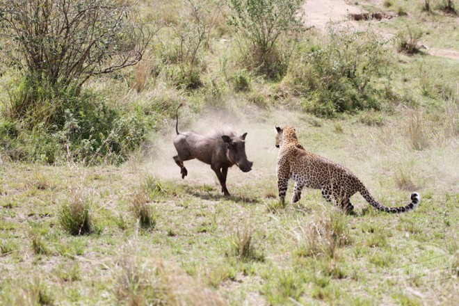 Đang mang thai, báo hoa mai vẫn liều lĩnh phi thân, làm thịt con mồi trong nháy mắt - Ảnh 3.
