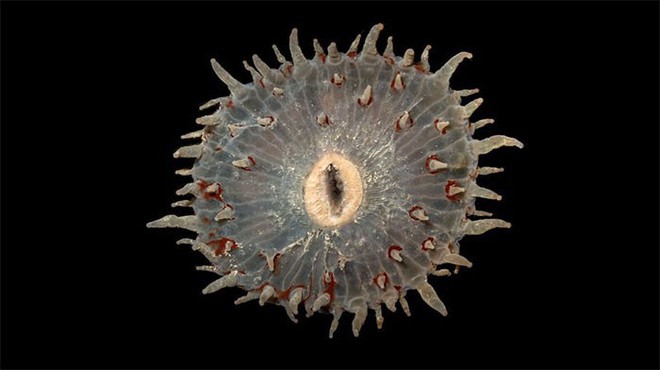 10 loài sinh vật kinh dị ẩn sâu dưới đại dương - có loài không miệng, không ruột hay hậu môn - Ảnh 8.