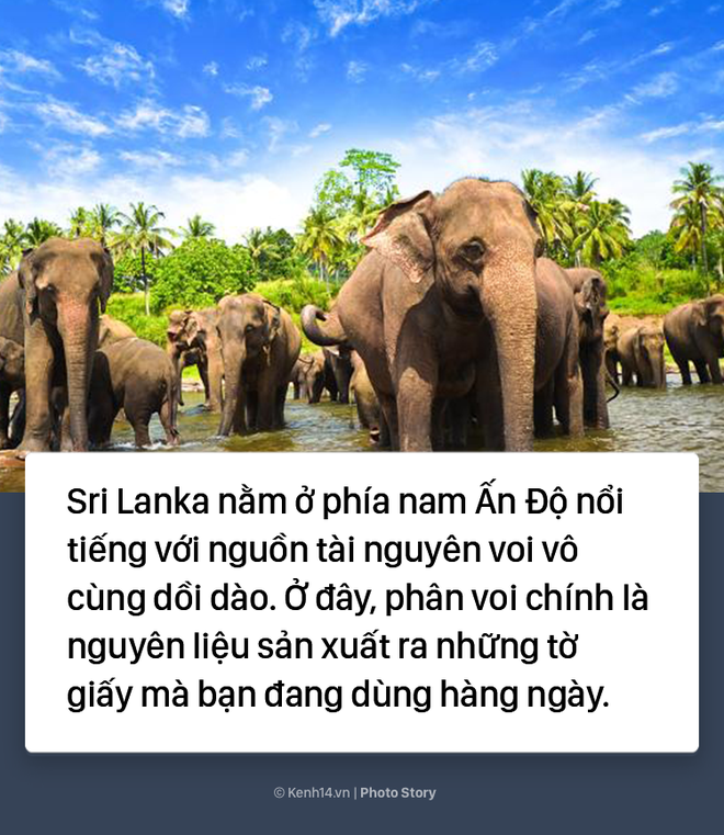 Không thể ngờ giấy viết ở Sri Lanka được làm từ thứ này - Ảnh 1.