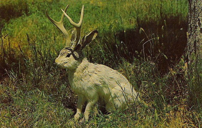 Jackalope: Từ huyền thoại thỏ sừng nai trong truyện dân gian Mỹ đến những con thỏ “quái vật” ngoài đời thực vì căn bệnh đáng sợ - Ảnh 4.