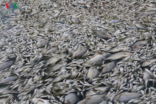 10 tấn cá chết, mùi hôi thối bủa vây người dân Hồ Tây - Ảnh 1.
