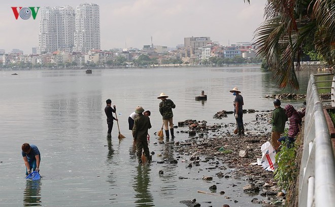 10 tấn cá chết, mùi hôi thối bủa vây người dân Hồ Tây - Ảnh 10.