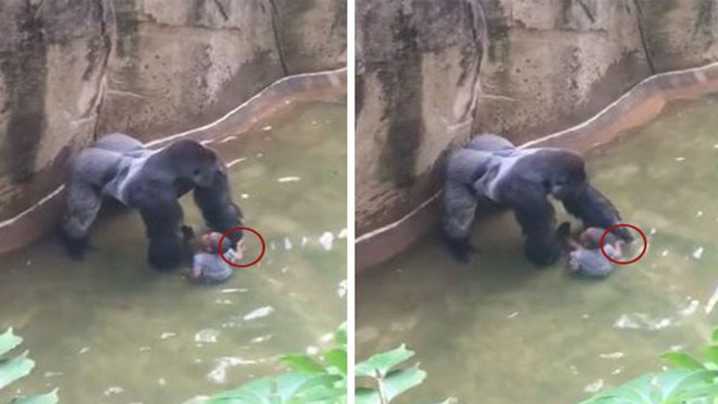 Trung Quốc: Cùng mẹ cho khỉ ăn ở vườn thú, bé gái bất ngờ bị con vật đấm vào mặt - Ảnh 3.