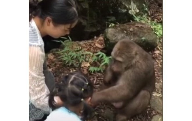 Trung Quốc: Cùng mẹ cho khỉ ăn ở vườn thú, bé gái bất ngờ bị con vật đấm vào mặt - Ảnh 1.