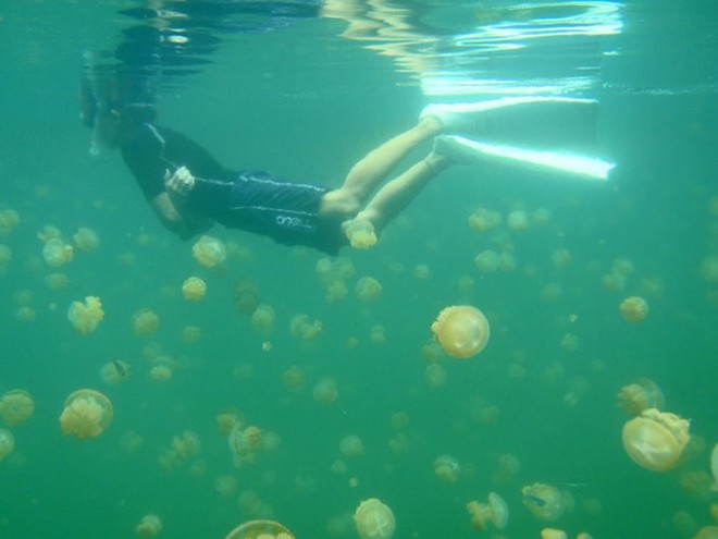 Chùm ảnh: Lặn khám phá Hồ Sứa vàng đẹp nhất hành tinh - Ảnh 11.