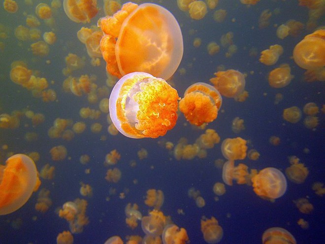Chùm ảnh: Lặn khám phá Hồ Sứa vàng đẹp nhất hành tinh - Ảnh 13.