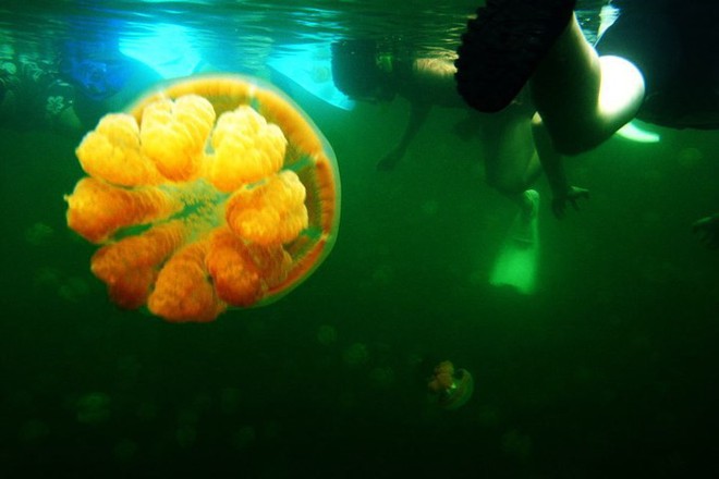 Chùm ảnh: Lặn khám phá Hồ Sứa vàng đẹp nhất hành tinh - Ảnh 6.