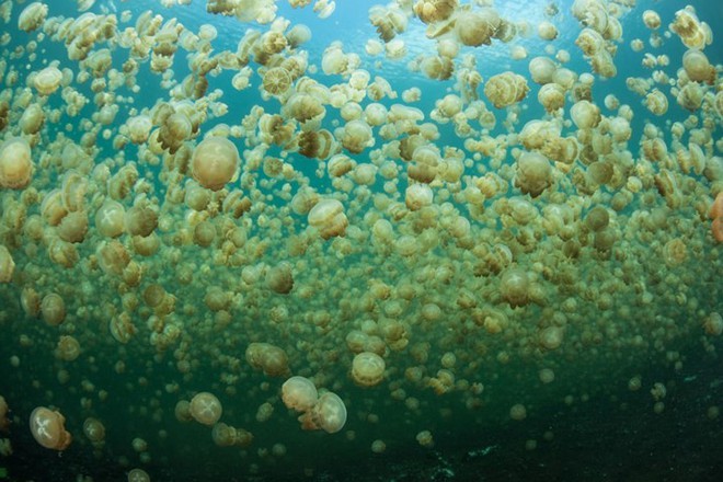 Chùm ảnh: Lặn khám phá Hồ Sứa vàng đẹp nhất hành tinh - Ảnh 7.
