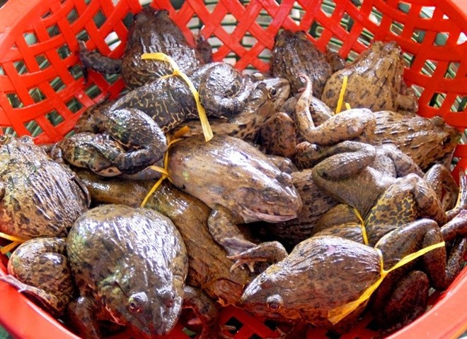 Cận cảnh nuôi ếch thành tỷ phú ở vùng Đồng Tháp Mười - Ảnh 5.