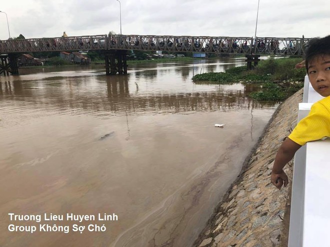 Khu phố náo loạn vì con cá sấu trôi lập lờ trên sông, khi vớt lên ai cũng ngao ngán - Ảnh 3.