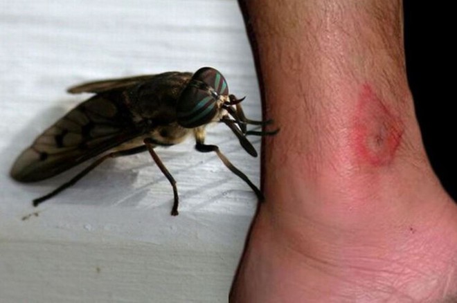 Nước Anh đối diện nguy cơ chết người do ruồi trâu ma cà rồng gây ra - Ảnh 2.